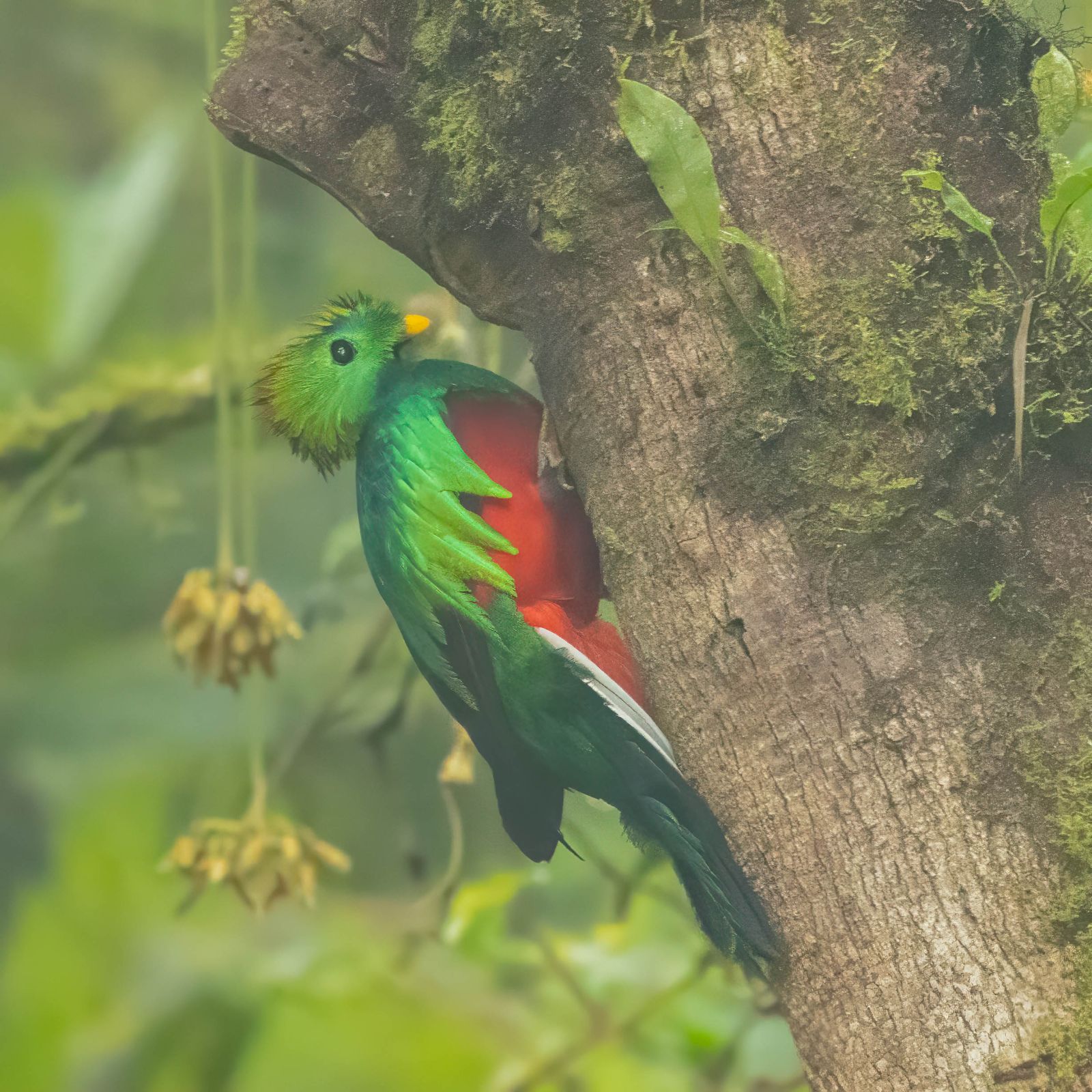 Resplendent Quetzal