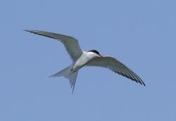 Fundraising Page Image