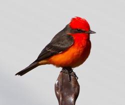 Fundraising Page Image