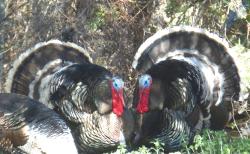 Fundraising Page Image