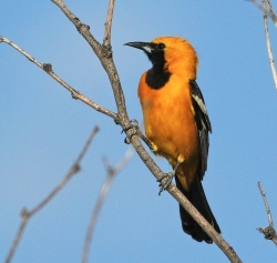 Fundraising Page Image