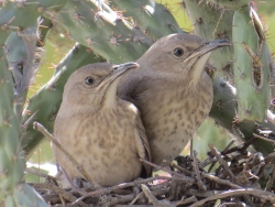 Fundraising Page Image