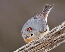 Fundraising Page Image