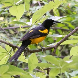 Fundraising Page Image