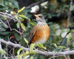 Fundraising Page Image