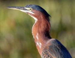 Fundraising Page Image