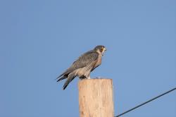 Fundraising Page Image