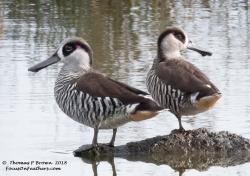 Fundraising Page Image