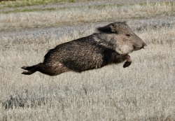 Fundraising Page Image