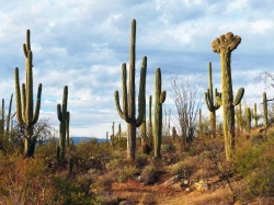 Fundraising Page Image