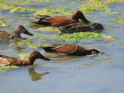 Fundraising Page Image