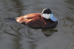 Fundraising Page Image