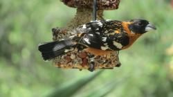 Fundraising Page Image