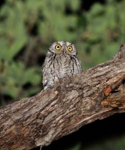 Fundraising Page Image